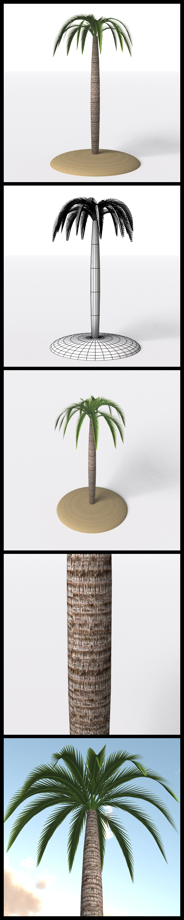 3DOcean Palm Tree 17144191 3DOcean Palm Tree 17144191