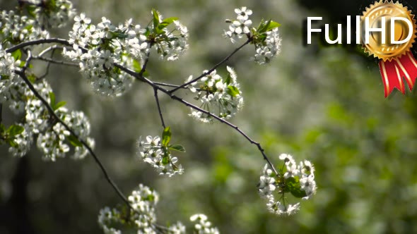 Videohive Flowering Cherries in the Garden. Sunny Day. 17242136