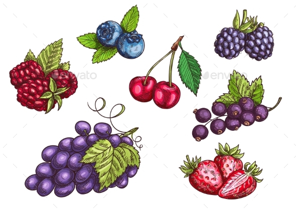 Berries Fruits Set, Color Sketches