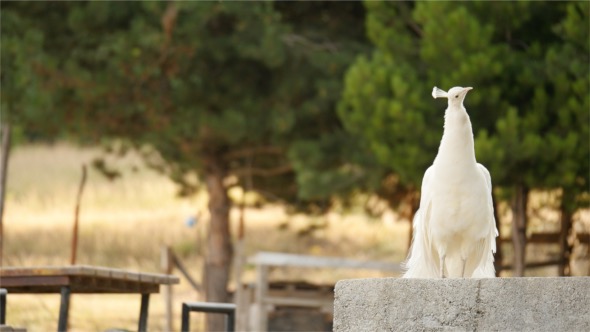 Videohive White Peacock 17317154