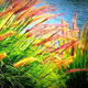 rushes