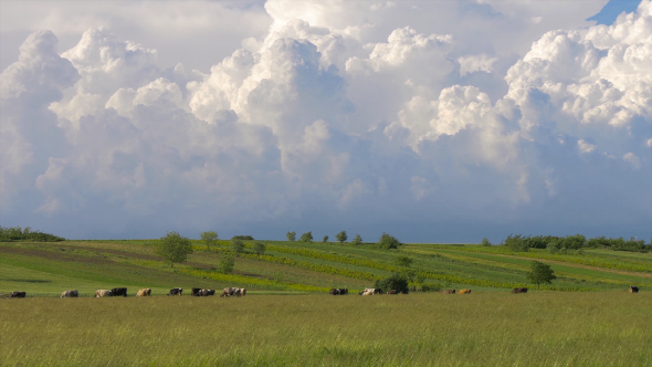 VideoHive Green Field With Cows and Beautiful Sky 1 17001826 VideoHive Green Field With Cows and Beautiful Sky 1 17001826