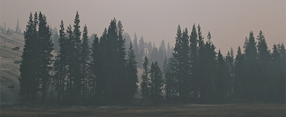Themeforest-header