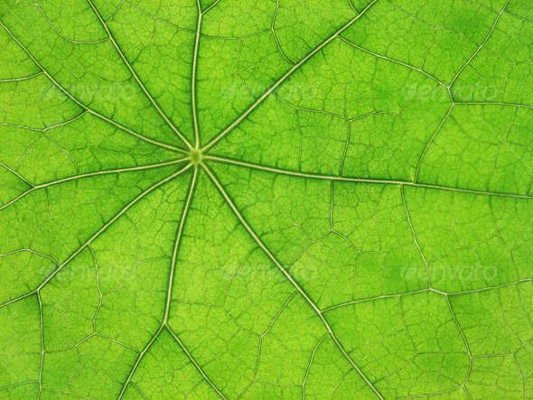 Green leaf veins Green leaf veins