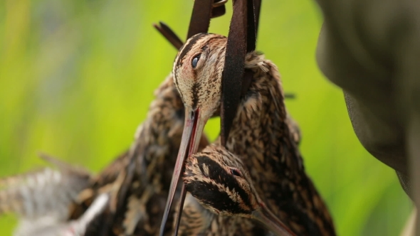 Bird, Snipe Hunting Trophy by hasky2 | VideoHive