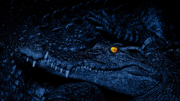 Baby Crocodile With Eyes Glowing by RockfordMedia | VideoHive