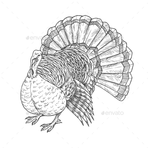 Thanksgiving Turkey Sketch Isolated Icon