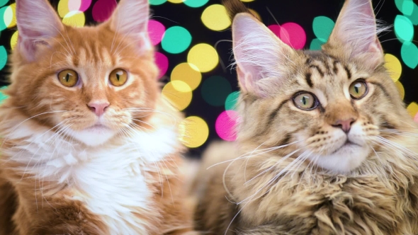 Cat With Christmas Garland