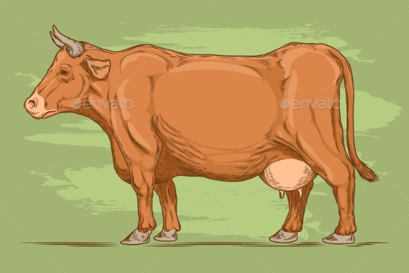 Vector Retro Illustration Of a Cow.