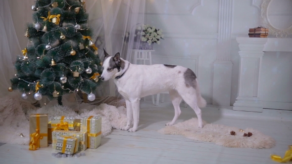 Husky Dog Tasting Christmas Tree. Funny Christmas Situation.