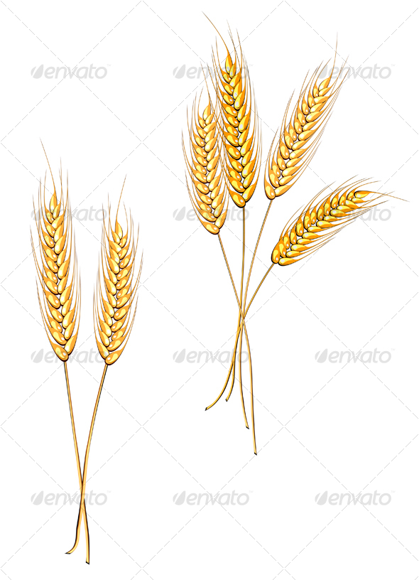 Ripe wheat isolated on white Ripe wheat isolated on white