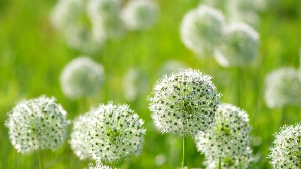 Videohive Beautiful White Allium Circular Globe Shaped Flowers Blow in the Wind 19037170