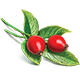 1rosehip