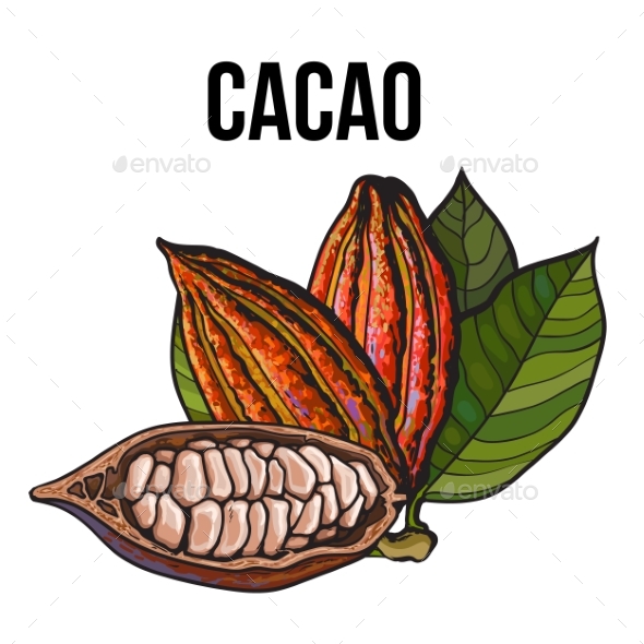 Hand Drawn Whole and Half Cacao Fruits with Leaves