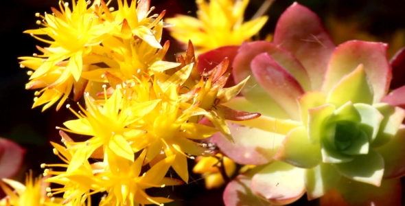 Spring Flower 2 Spring Flower 2