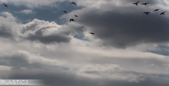 Quick Flock Of Birds HD Quick Flock Of Birds HD