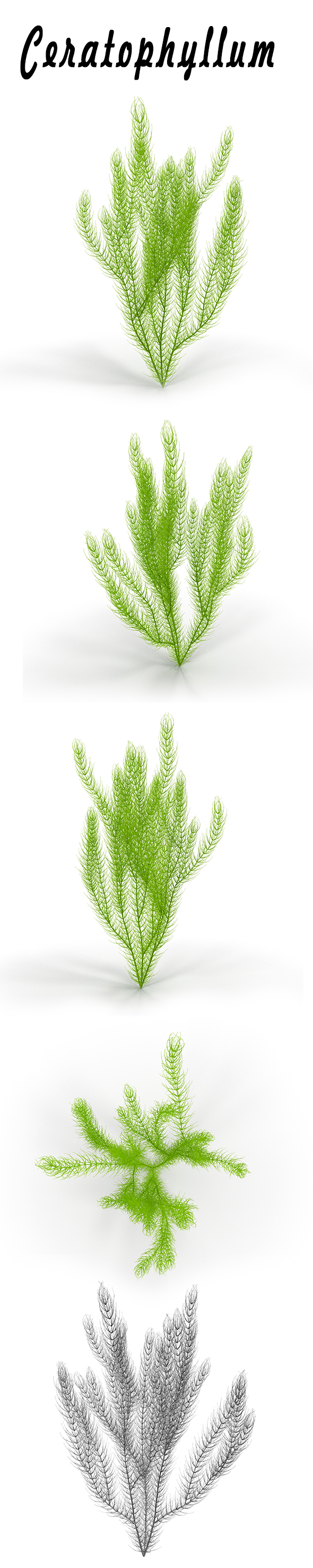 Ceratophyllum - 3DOcean Item for Sale