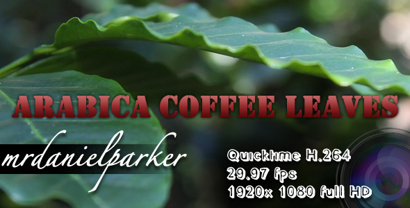 Arabica Coffee Leaves Arabica Coffee Leaves