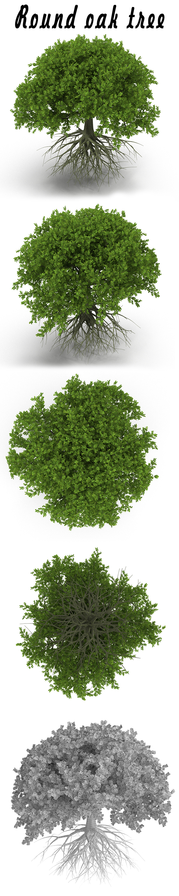 Round oak tree - 3DOcean Item for Sale