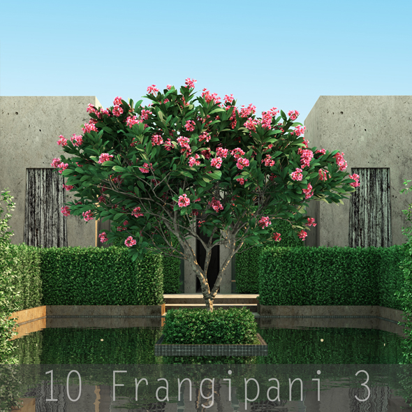10 Frangipani 3 - 3DOcean Item for Sale