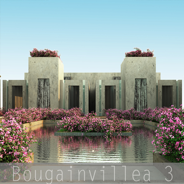 Bougainvillea 3 - 3DOcean Item for Sale