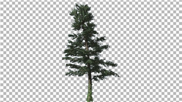 Videohive White Fir Branches Are Swaying at the Wind 19508912