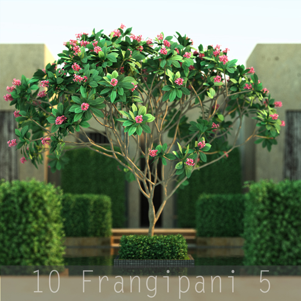 10 Frangipani 5 - 3DOcean Item for Sale