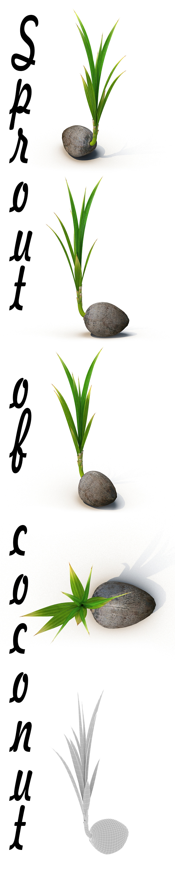 Sprout of coconut - 3DOcean Item for Sale