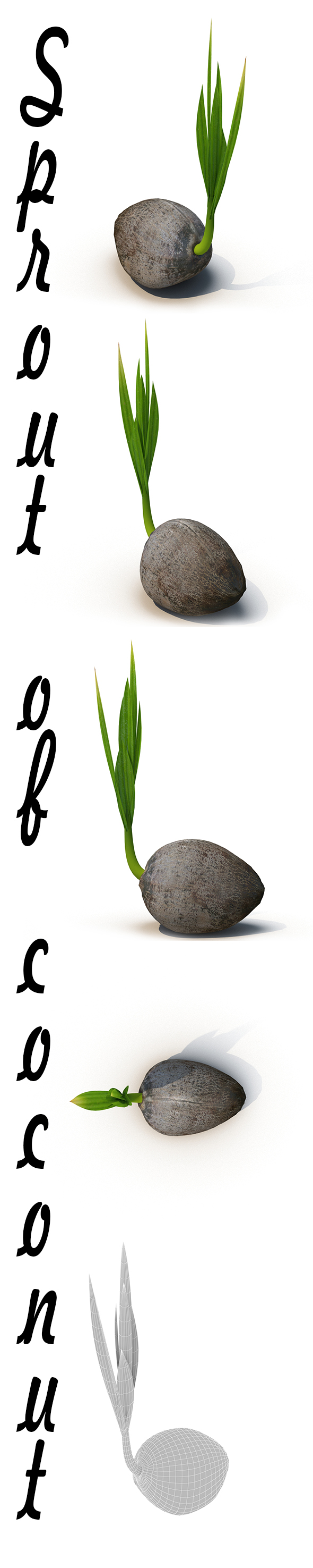 Sprout of coconut # 1 - 3DOcean Item for Sale