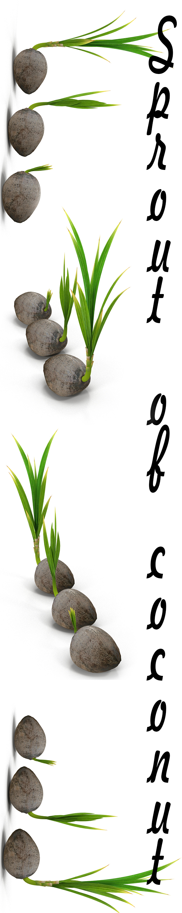 Sprouts of coconus - 3DOcean Item for Sale