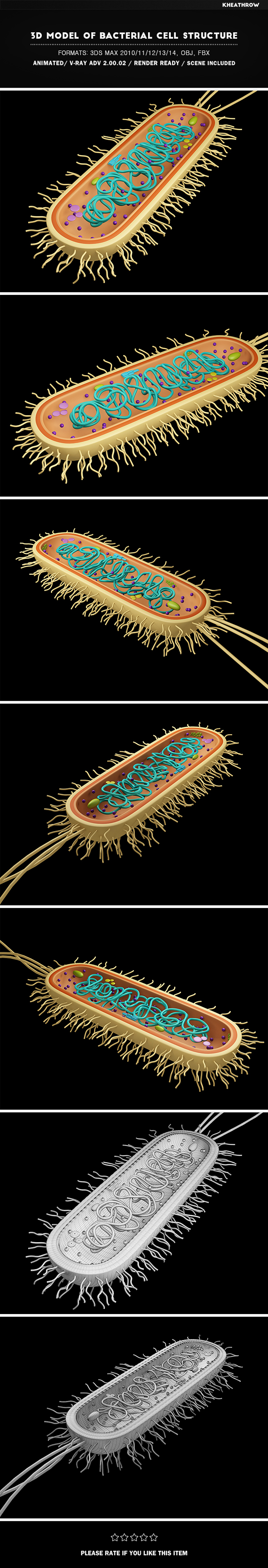 3D Model of Bacterial Cell Structure - 3DOcean Item for Sale