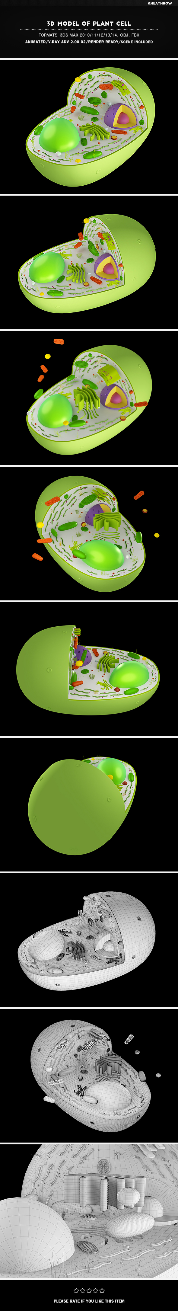 3D Model of Plant Cell - 3DOcean Item for Sale
