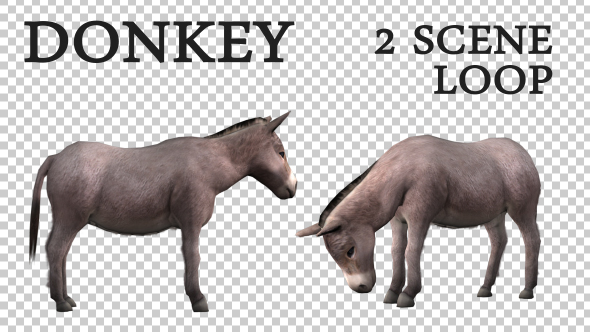 Videohive Farm Animals - Donkey - 2 Scene 19605197