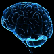 NeoCortex_x