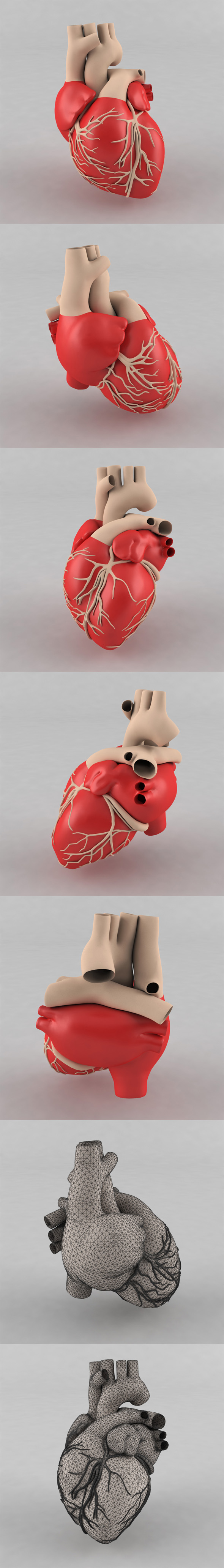 3DOcean Human Heart 19629970