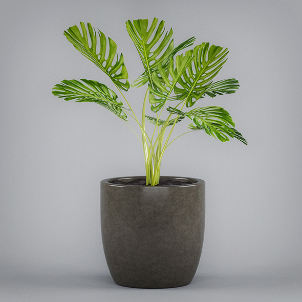 3DOcean Monstera Potted Plant 19674279 3DOcean Monstera Potted Plant 19674279