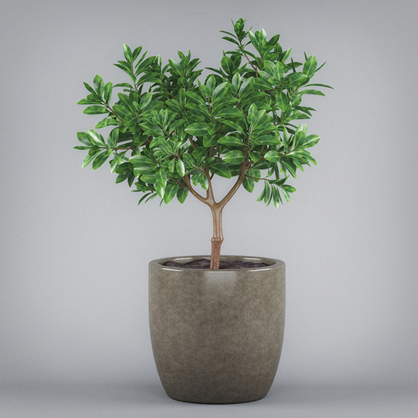 3DOcean Potted Bonsai Tree 19674375 3DOcean Potted Bonsai Tree 19674375