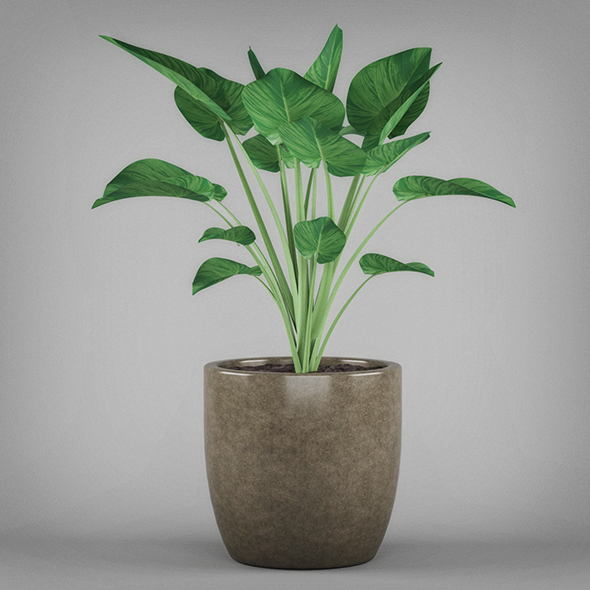 3DOcean Potted Tropical Plant 19674391