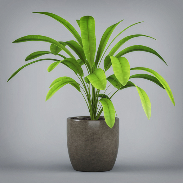 3DOcean Potted Banana Plant 19674494 3DOcean Potted Banana Plant 19674494