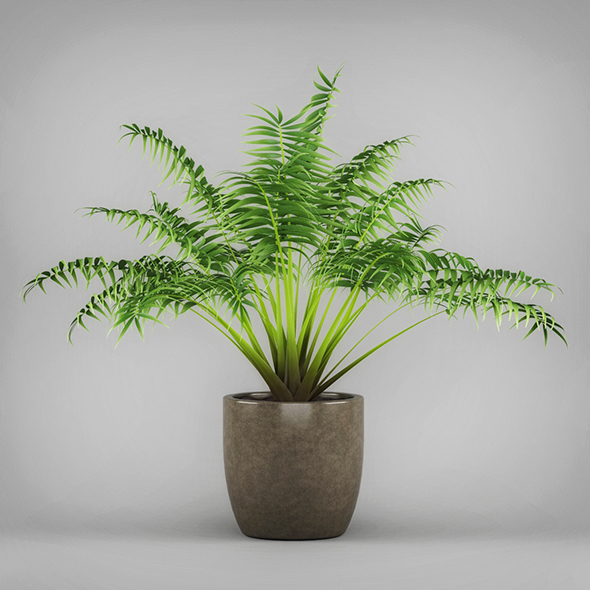 3DOcean Potted Kentia Palm Plant 19674569 3DOcean Potted Kentia Palm Plant 19674569