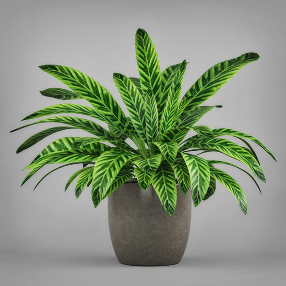 3DOcean Potted Peace Lily Plant 19674686 3DOcean Potted Peace Lily Plant 19674686