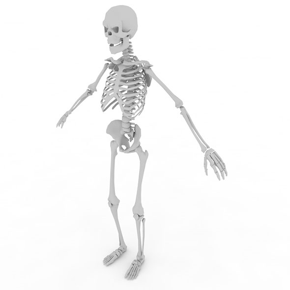 3docean Rigged Anatomy Human Skeleton 3D Model 19677262