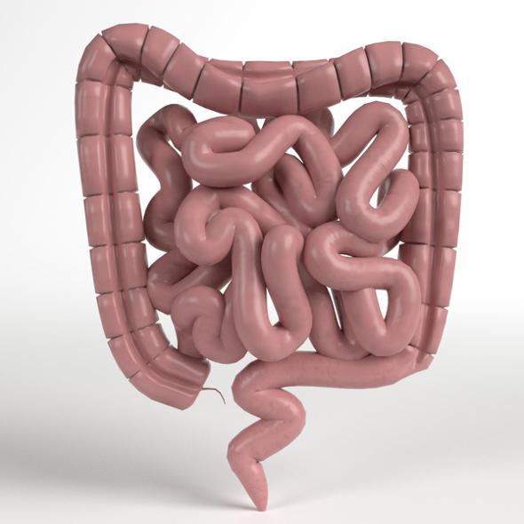 Paper Model Of Digestive System » Dondrup.com