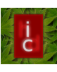 CodeCanyon profile picture for @ic