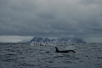 Blackfish meets the mountain