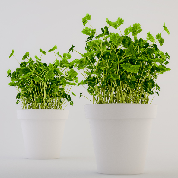 Parsley in a Pot - 3DOcean Item for Sale
