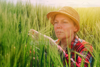 Female farmer examining wheat ears in field