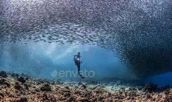 Diver in a school of sardines