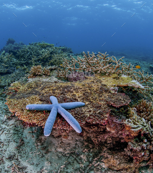 blue starfish on a reef