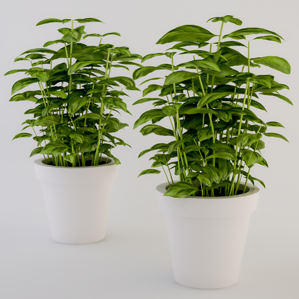 Basil in a Pot - 3DOcean Item for Sale